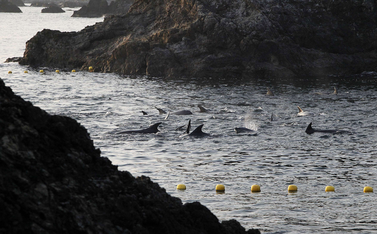 Dolphins are seen at a cove in Taiji