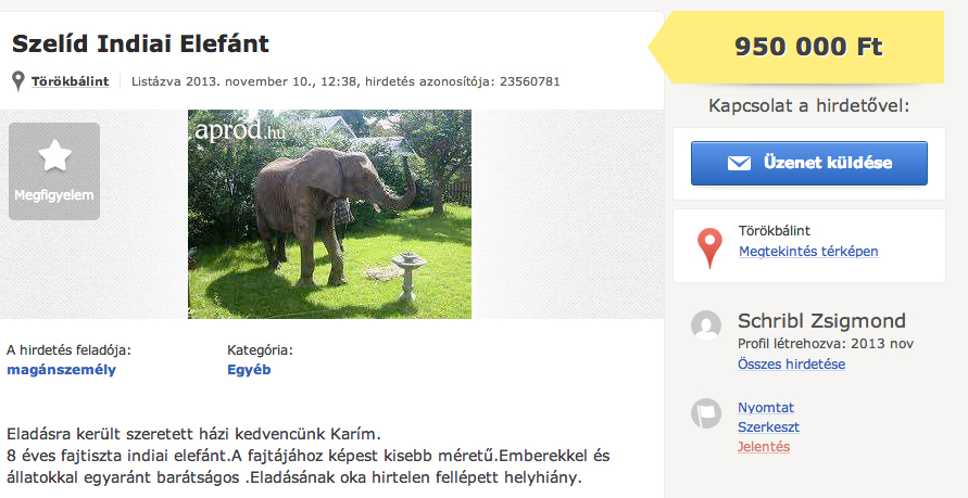 elefant