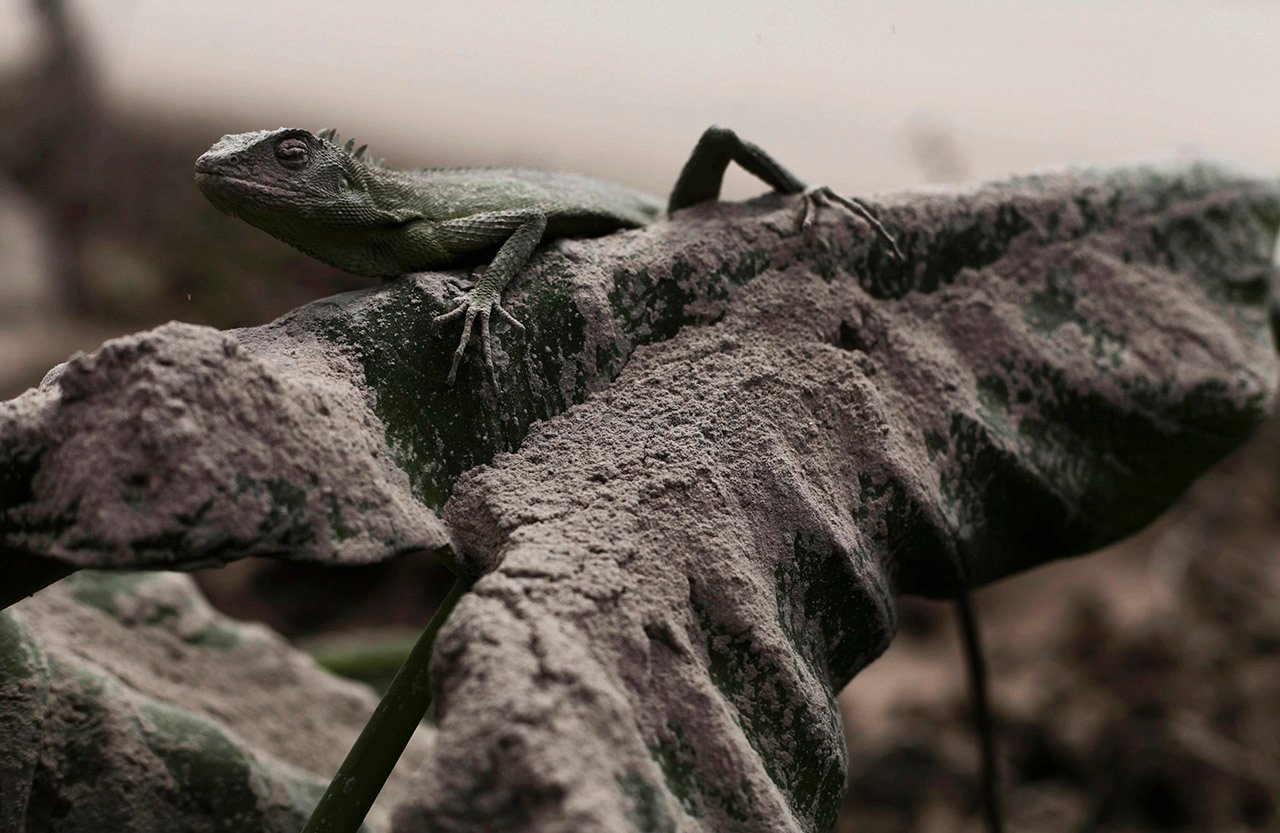 A lizard looks on from a leaf covered with ash from the Mount Sinabung eruption at Beras Tepu village in Karo district