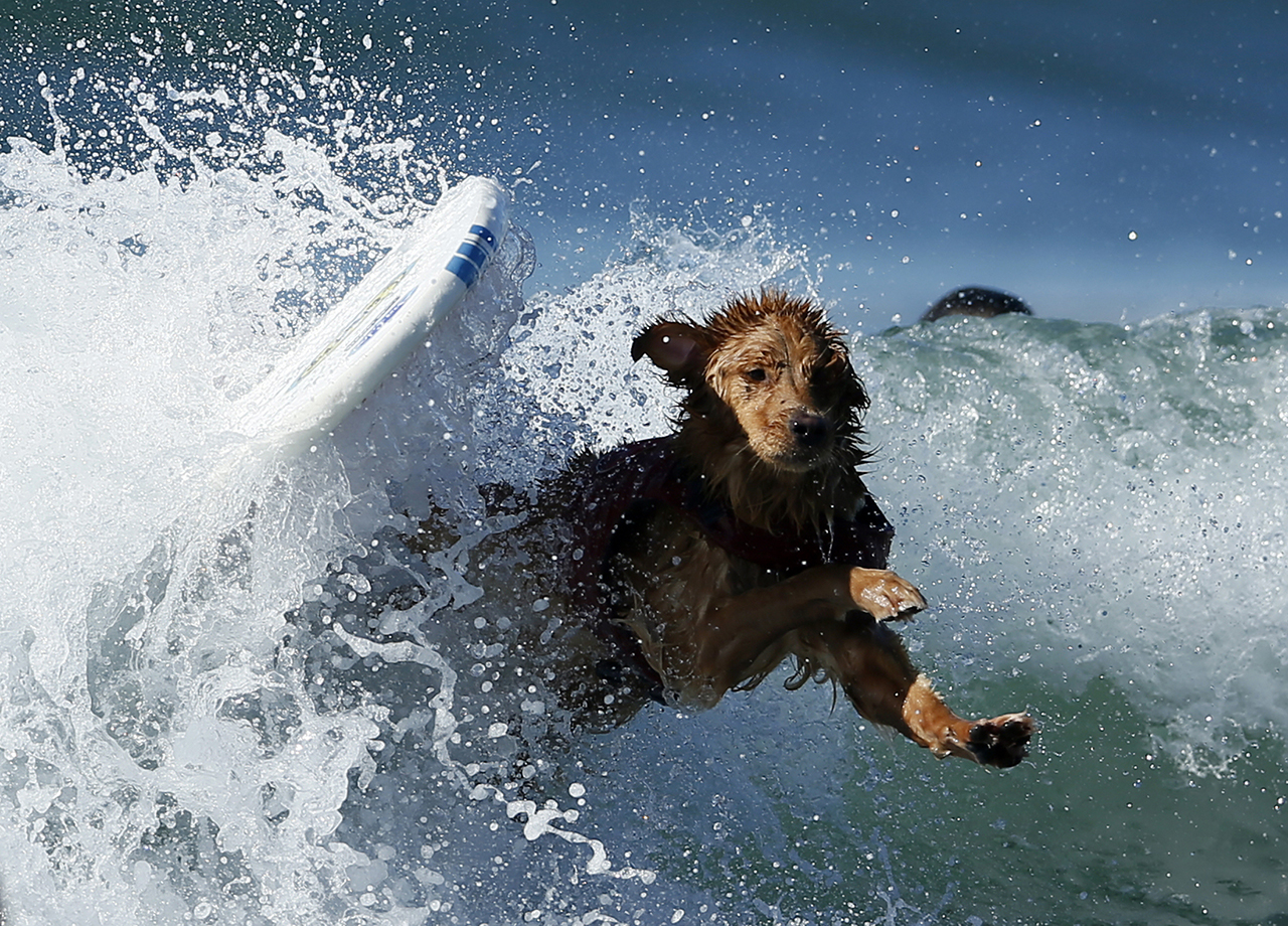A dog wipes out while competing in the Surf City surf dog competition in Huntington Beach