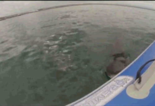 white-shark-attack-south-africa-german-seals